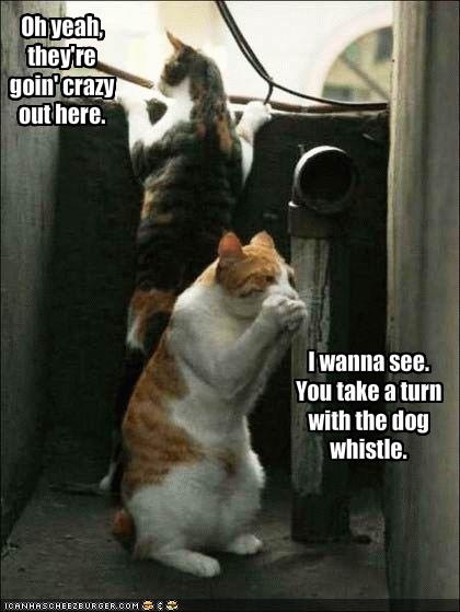 funny dogs and cats with captions. Funny Dogs And Cats